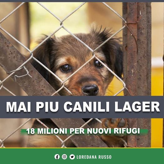 Comuni in dissesto: assegnata la seconda tranche dei contributi per la costruzione di nuovi rifugi per cani randagi